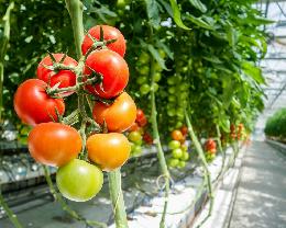 С начала года производство тепличных овощей в России увеличилось на 5,4%