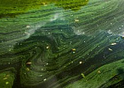 Российские ученые научились очищать озера от сине-зеленых водорослей Российские ученые научились очищать озера от сине-зеленых водорослей