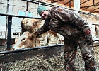 35 нетелей симментальской породы из Республики Башкортостан прибыли в хозяйство Первомайского района 35 нетелей симментальской породы из Республики Башкортостан прибыли в хозяйство Первомайского района