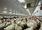 Россия полностью обеспечивает себя мясом птицы Россия полностью обеспечивает себя мясом птицы