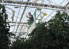 Производство тепличных овощей в России увеличилось на 6,8% Производство тепличных овощей в России увеличилось на 6,8%