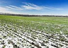 Озимый сев в России проведен более чем на 80% от плана Озимый сев в России проведен более чем на 80% от плана