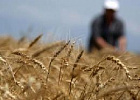 Новую региональную награду с 2025 года будут вручать лучшим томским комбайнерам