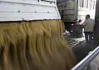 Российская пшеница подорожала на $10 Российская пшеница подорожала на $10