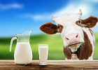 Томские хозяйства стали производить больше молока, чем в прошлом году 