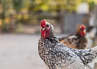 Как отучить курицу расклевывать яйца – птицу убивать не обязательно! Как отучить курицу расклевывать яйца – птицу убивать не обязательно!