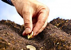 Кредитование сезонных полевых работ увеличилось на 42,5% Кредитование сезонных полевых работ увеличилось на 42,5%