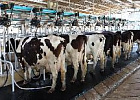 Простые правила молочного животноводства Простые правила молочного животноводства