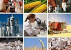 Аграрное образование стонет под грузом проблем Аграрное образование стонет под грузом проблем