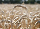 Регионы довели до аграриев 92,5% федеральных субсидий Регионы довели до аграриев 92,5% федеральных субсидий