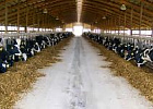 На примере СПК «Нелюбино» эксперт из Нидераландов покажет, как эффективно управлять молочной фермой 