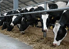 Эксперт из Голландии научит томичей эффективно управлять молочной фермой