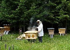 Пчеловодов Томской области приглашают на практический семинар с выездом на пасеку