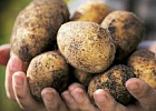 Участниками акции «Социальный картофель» станут 123 семьи 