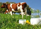 Томская область вошла в 25 регионов России с надоем свыше пяти тысяч килограммов молока