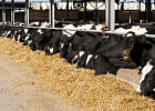 Определены лидеры по продуктивности молочного стада в Томской области за 2014 год Определены лидеры по продуктивности молочного стада в Томской области за 2014 год