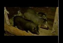 Элитное мраморное мясо от Томского фермера Элитное мраморное мясо от Томского фермера