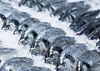 Россия может запустить биржевую торговлю морепродуктами и соей Россия может запустить биржевую торговлю морепродуктами и соей