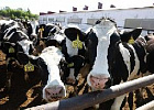 Россия наращивает объемы производства животноводческой продукции Россия наращивает объемы производства животноводческой продукции