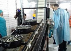 В Томской области начали производить корм для домашних животных В Томской области начали производить корм для домашних животных