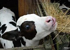 Личные подсобные хозяйства, претендующие на субсидии в 2015 году, обязаны идентифицировать свой скот