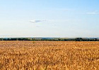 Кредитование сезонных полевых работ увеличилось почти на 18% Кредитование сезонных полевых работ увеличилось почти на 18%