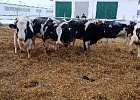 На животноводческую ферму Асиновского района поступило пополнение племенных нетелей