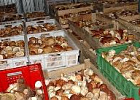 Сдай грибы — купи машину. Госдума вернет россиянам заготовительные конторы Сдай грибы — купи машину. Госдума вернет россиянам заготовительные конторы