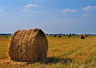 План кормозаготовительной кампании в Томской области выполнен на 97,6% План кормозаготовительной кампании в Томской области выполнен на 97,6%