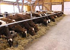 Томская область – в числе регионов, обеспечивших сохранность маточного поголовья в племенных молочных хозяйствах