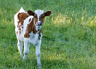 Конкурс операторов по искусственному осеменению КРС впервые определит лучшего среди самых молодых участников Конкурс операторов по искусственному осеменению КРС впервые определит лучшего среди самых молодых участников