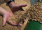 Минсельхоз приступил к отбору банков для проведения интервенций Минсельхоз приступил к отбору банков для проведения интервенций