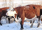 На этой неделе в районах Томской области начинает работать эксперт Национальной Ассоциации скотопромышленников