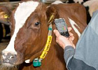 «Продуктовым» животным присвоят коды «Продуктовым» животным присвоят коды