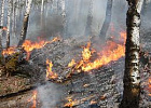 В лесах Томской области официально объявлен пожароопасный сезон