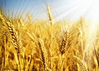 Стартовали выплаты по несвязанной господдержке для растениеводов Стартовали выплаты по несвязанной господдержке для растениеводов
