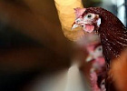 Минсельхоз России: растет производство мяса птицы Минсельхоз России: растет производство мяса птицы