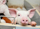 Производство продукции свиноводства увеличилось на 11,3% Производство продукции свиноводства увеличилось на 11,3%
