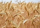 Урожайность зерновых в Томской области доходит до 87 центнеров с гектара