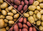 Уральские ученые разработали технологию выращивания картофеля, повышающую урожайность Уральские ученые разработали технологию выращивания картофеля, повышающую урожайность