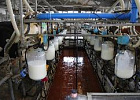 В России растет цена на сырое молоко В России растет цена на сырое молоко