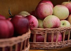 Минсельхоз прогнозирует рекордный урожай плодов и ягод в 2019 году Минсельхоз прогнозирует рекордный урожай плодов и ягод в 2019 году