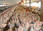 Харон Амерханов принял участие в годовом собрании Росптицесоюза Харон Амерханов принял участие в годовом собрании Росптицесоюза