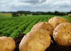 Минсельхоз отчитался о самообеспечении РФ картофелем и молоком на 97% и 82%